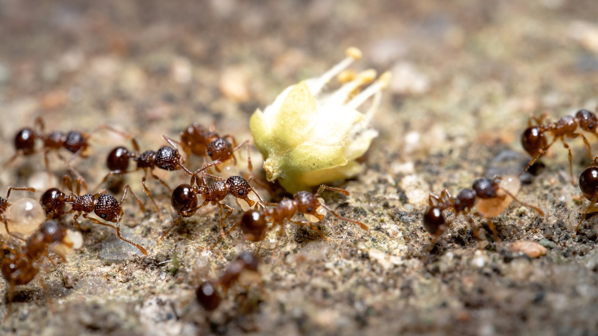 给家门口的蚂蚁拍几张照