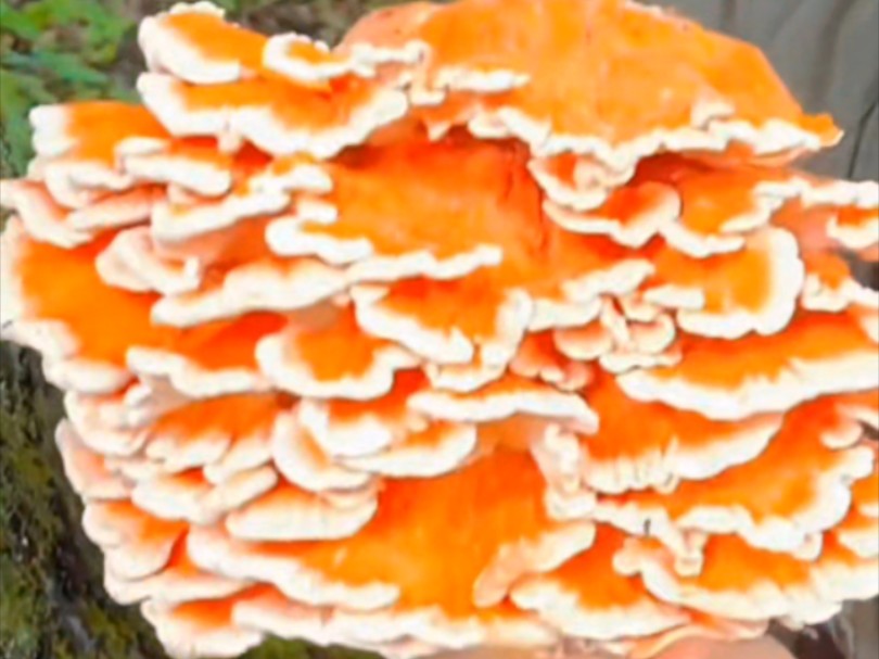 "会上树"的食用蘑菇