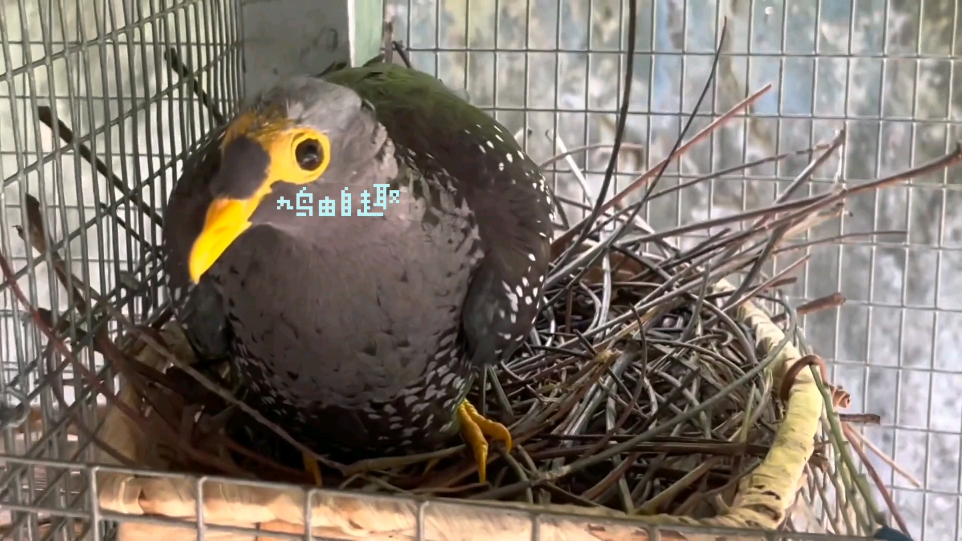 鸠鸽科鸟类唯一的黄嘴黄脚黄眼,它叫黄眼鸽.渡渡鸟家族哔哩哔哩bilibili