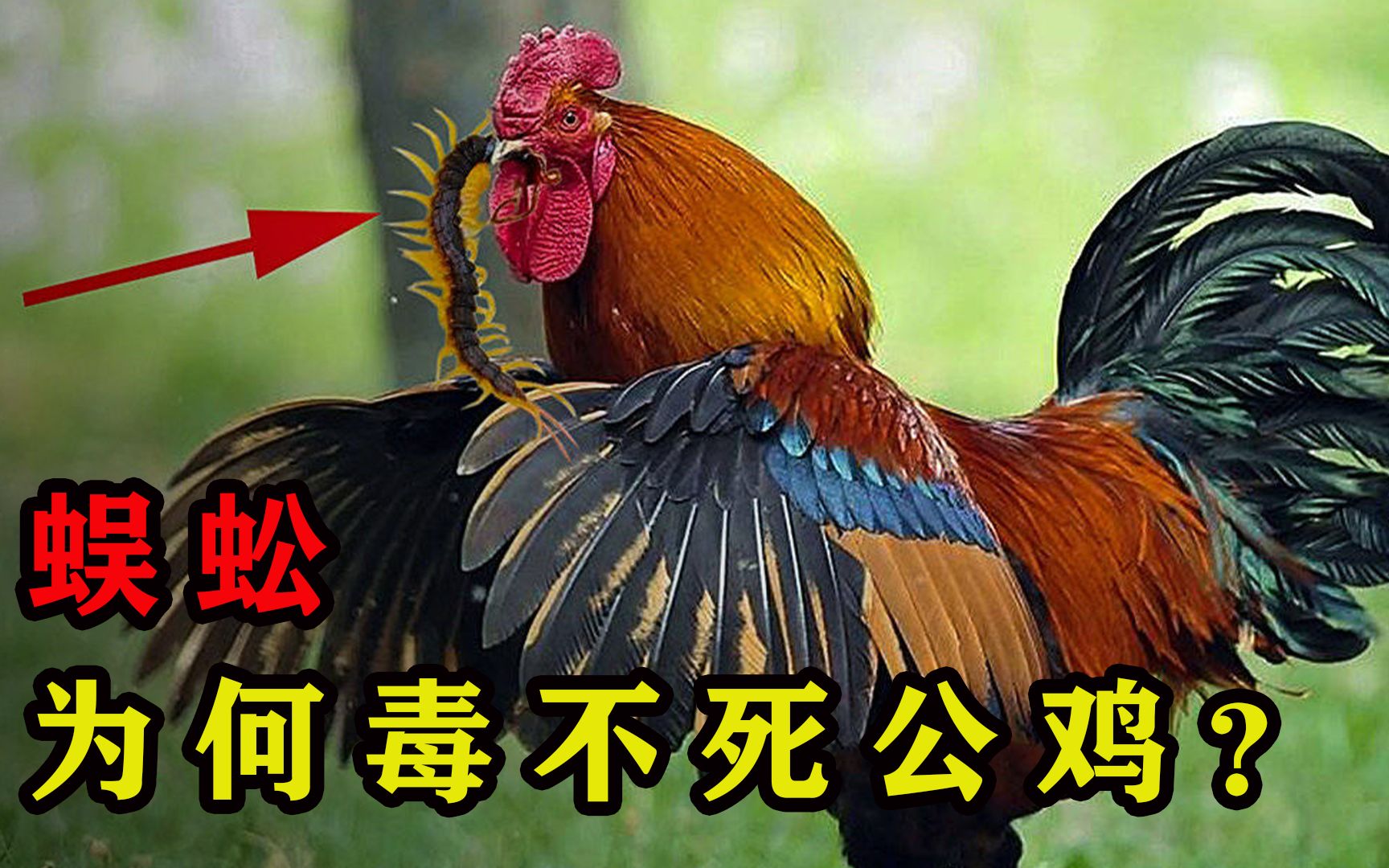 公鸡大战蜈蚣!身为五毒之一的蜈蚣,为何会毒不死公鸡?