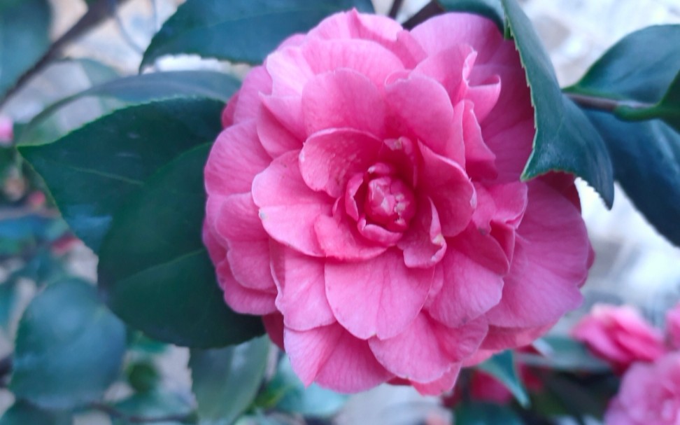 山茶花发争芳菲,翠翎蜡觜相光辉.