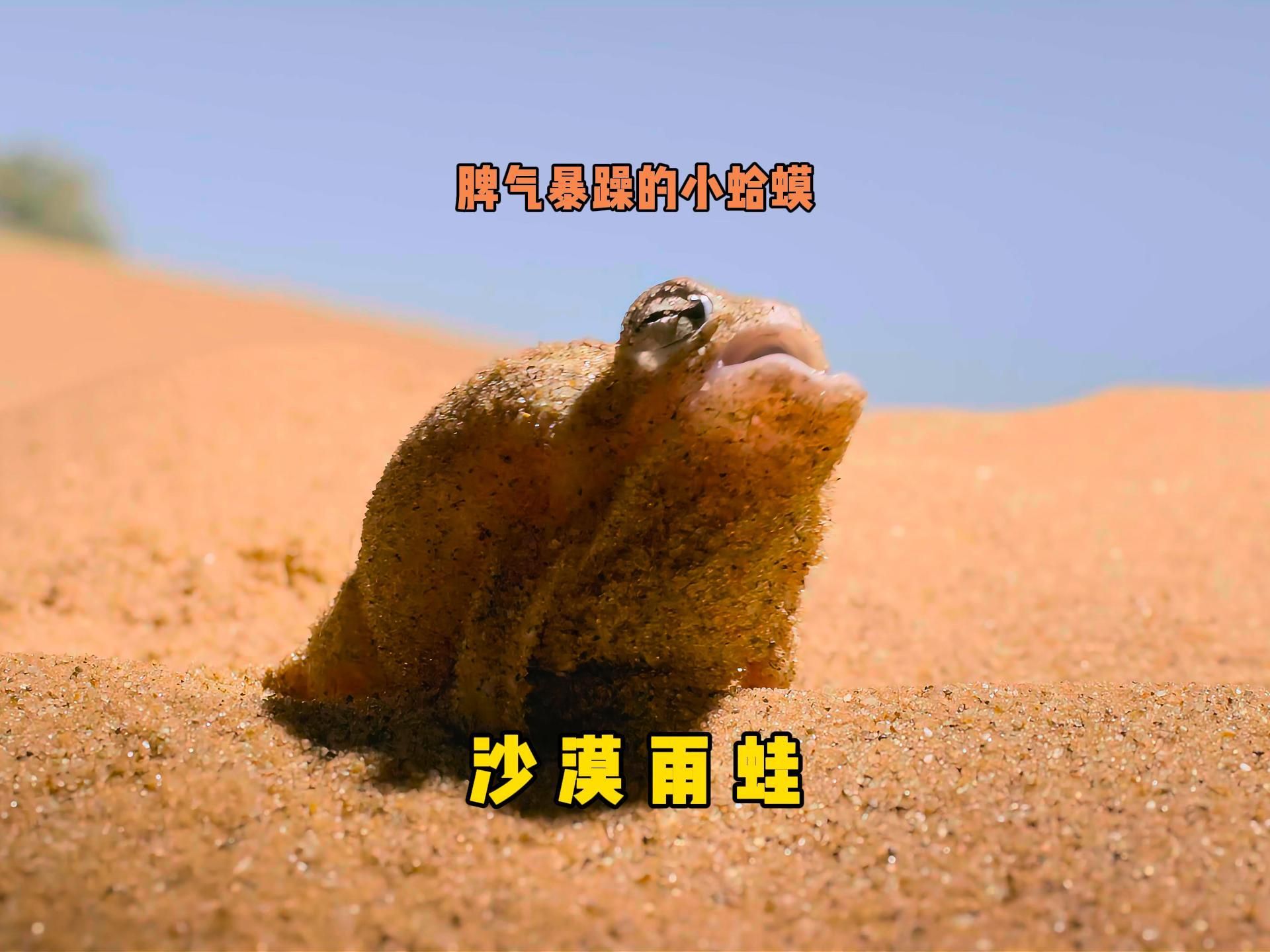 个头虽然小,脾气却火爆,奶凶奶凶的沙漠雨蛙