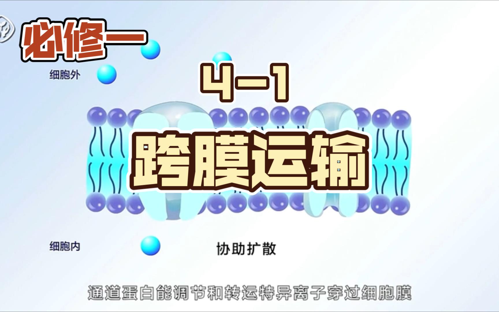 41跨膜运输哔哩哔哩bilibili