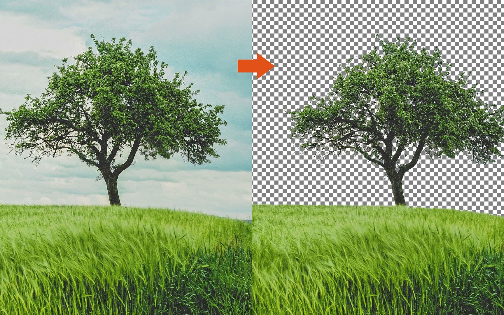 ps抠出复杂树木强大有效的方法!