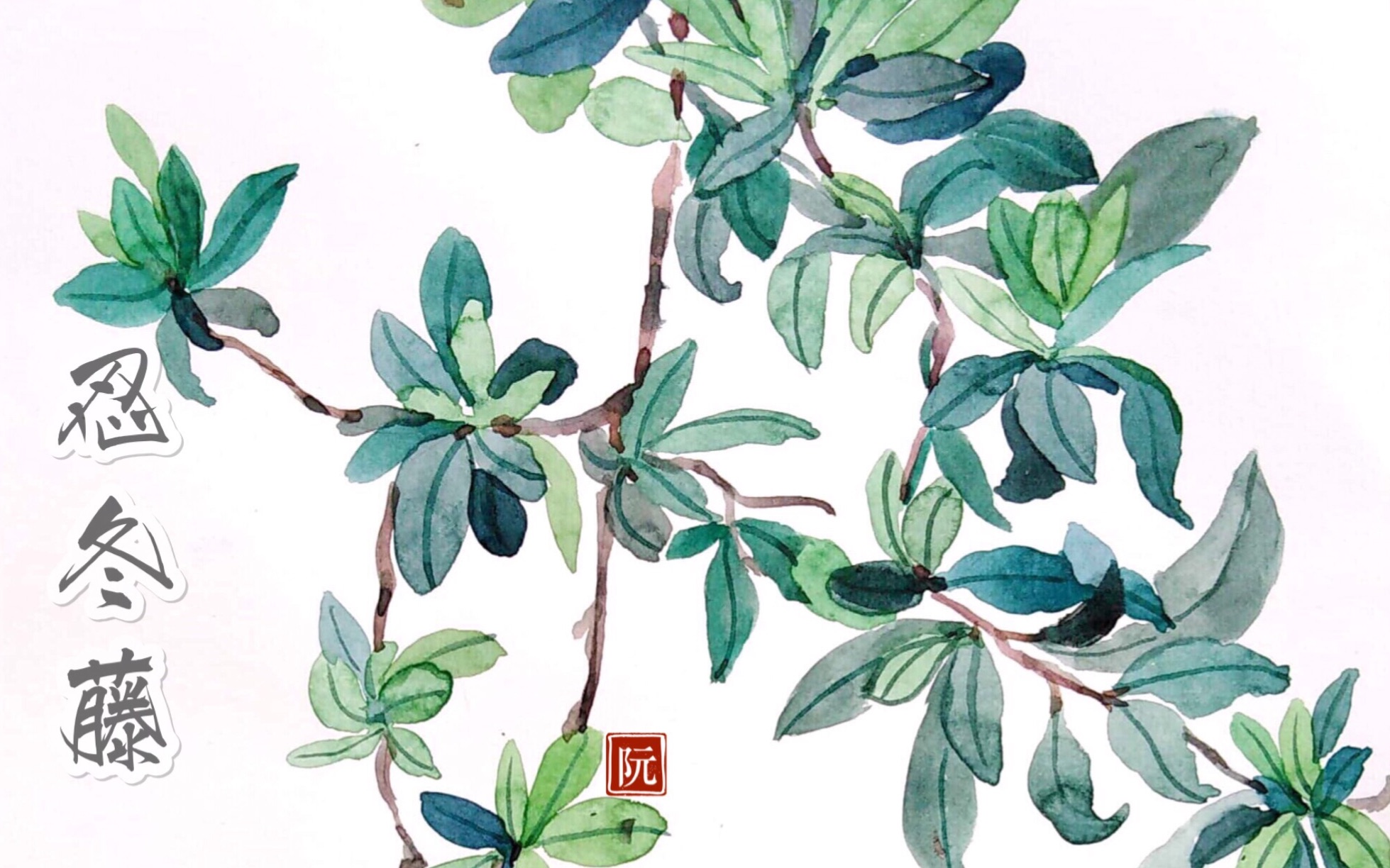 【水彩】忍冬藤,一个绿色调色的小练习