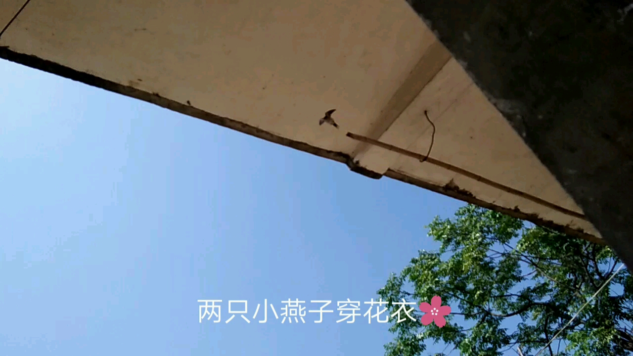 燕子的叫声真奇特,啦啦啦!哔哩哔哩bilibili