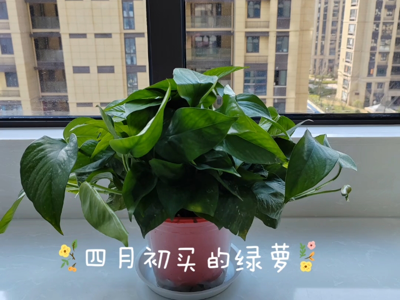 看绿萝 绿萝a 绿箩图片