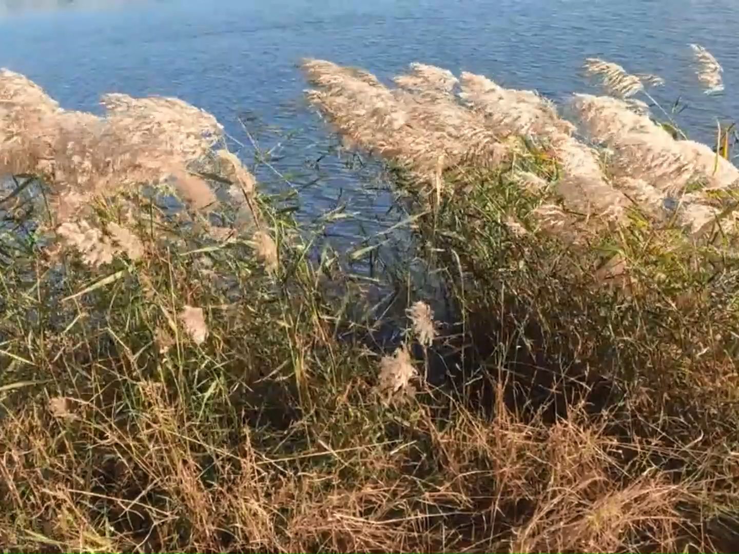 [图]新歌上架 || 我不知道风从哪个方向吹来-夏岩