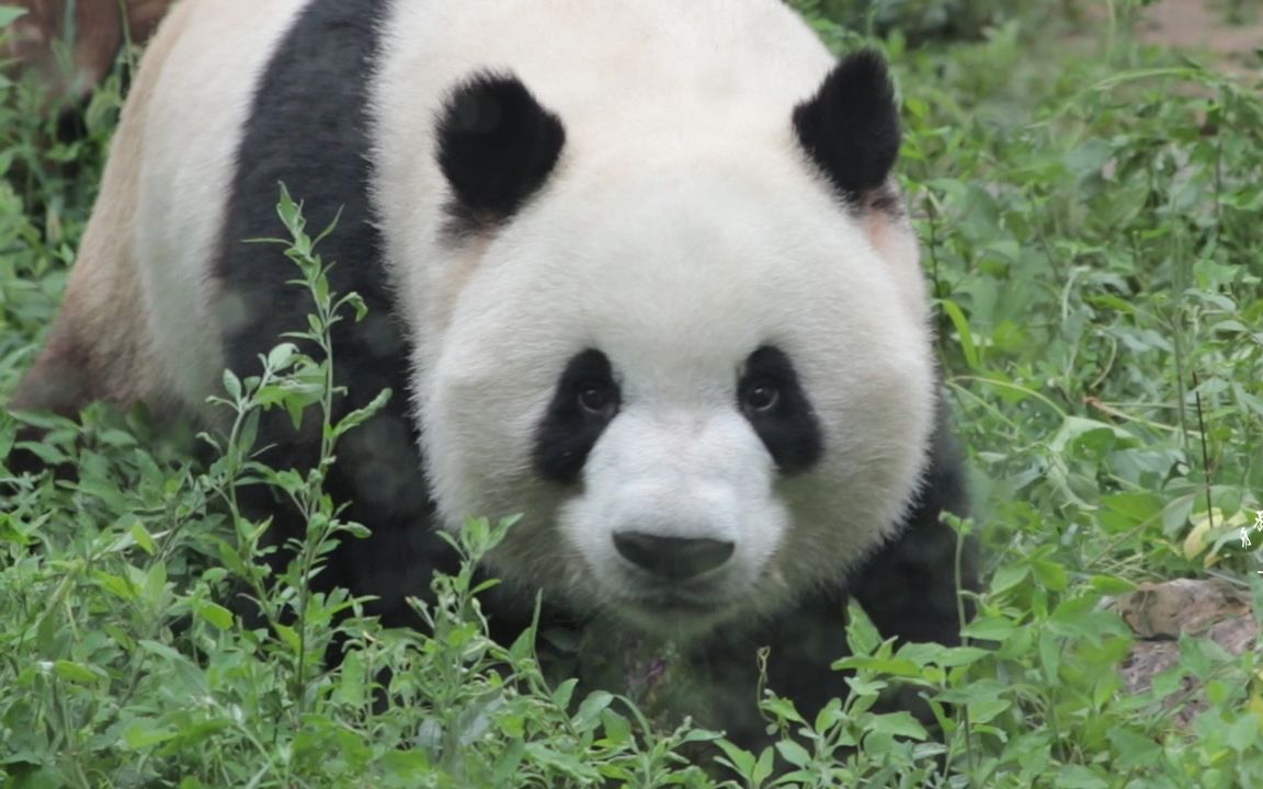 大熊猫萌兰 木马新作用:la bb_哔哩哔哩 (゜-゜)つロ 干杯~-bilibili