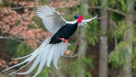 混血怪鸟 鹰科跨越种属的杂交 堪比大型多人运动现场 哔哩哔哩 つロ干杯 Bilibili