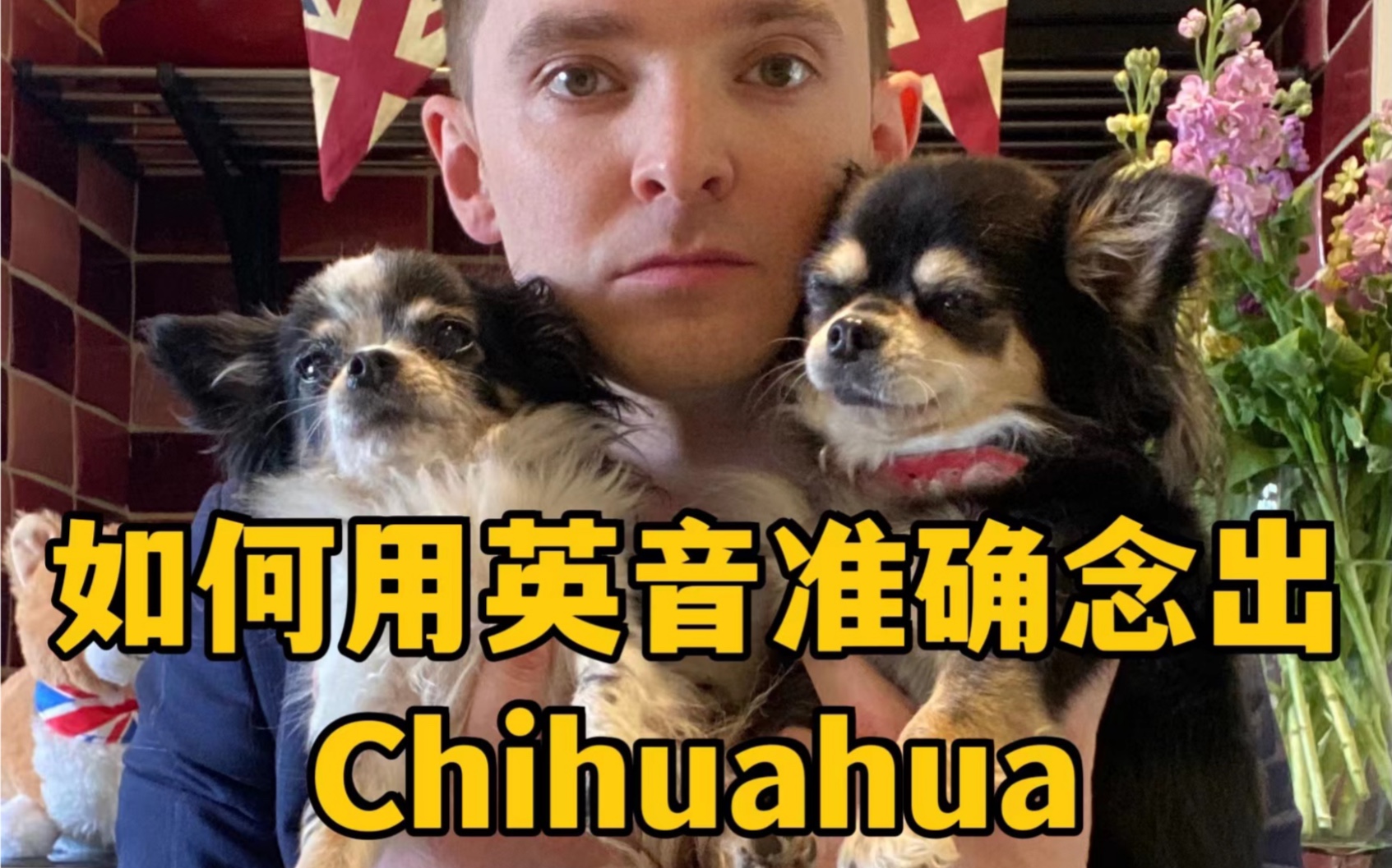 英国绅士教你用标准英式英语念出Chihuahua哔哩哔哩bilibili