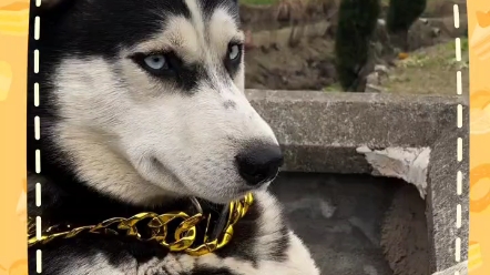 这小表情,没谁了