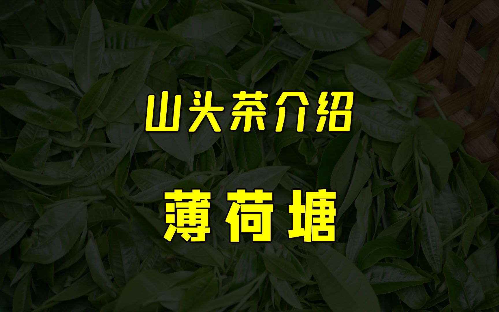 易武薄荷塘普洱茶的口感特点介绍哔哩哔哩bilibili