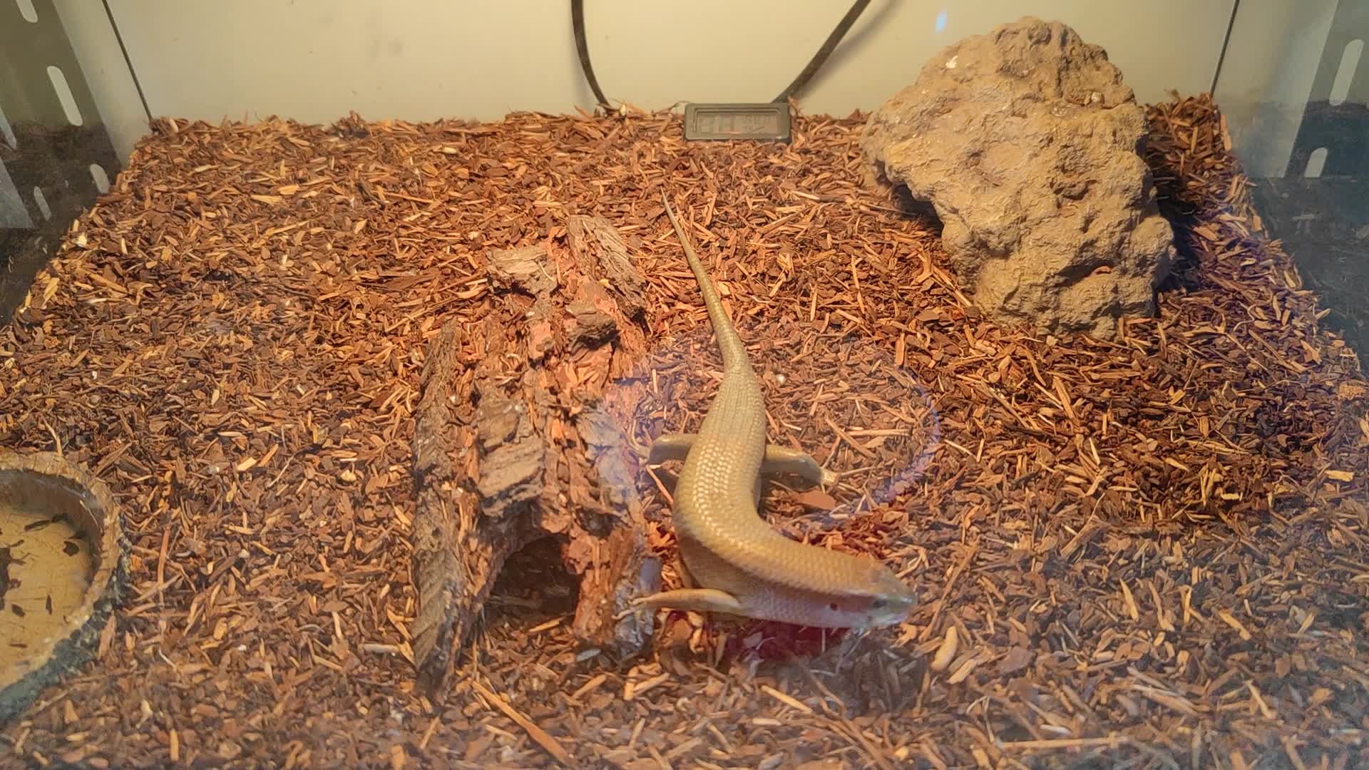 吃完擦擦嘴,讲究(多线南蜥)