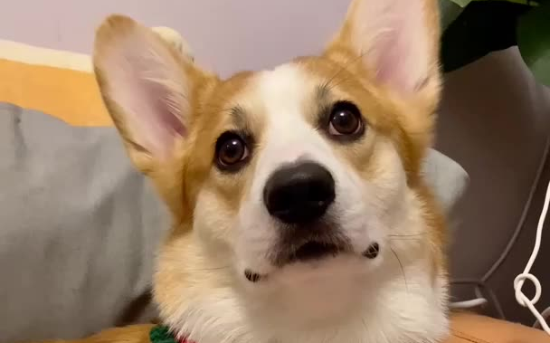 jio:收到 猫舌崔 的圣诞节礼物啦!圣诞节快乐鸭