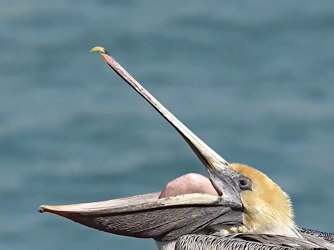 373 神奇一幕,大嘴鹈鹕清理喉囔的震撼瞬间#野生动物零距离 #神奇动物