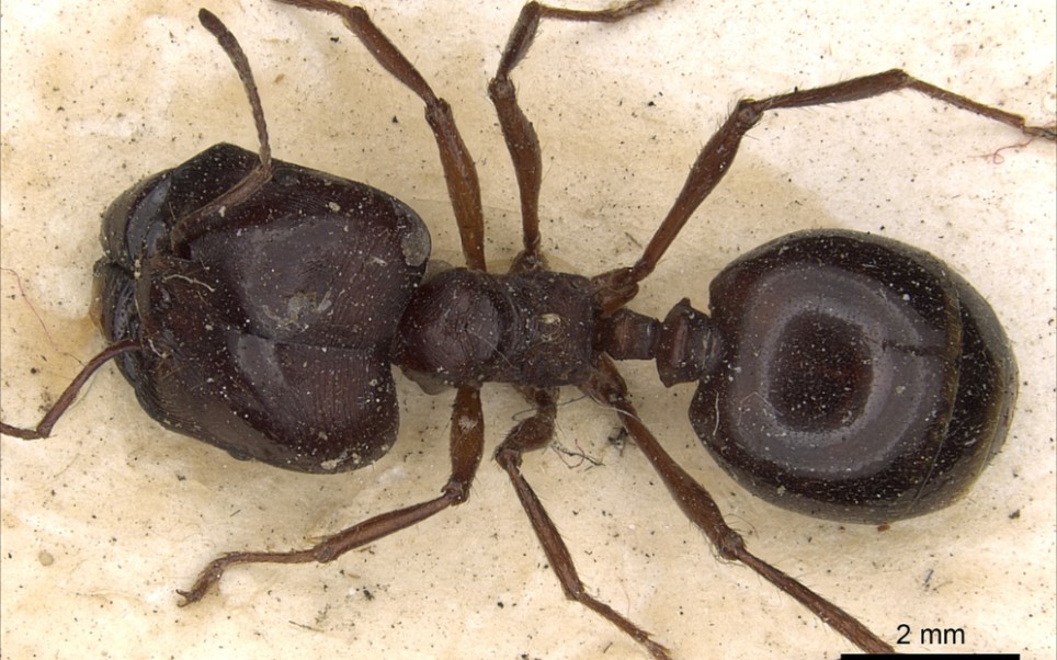 近缘盲切叶蚁捕食杜比亚