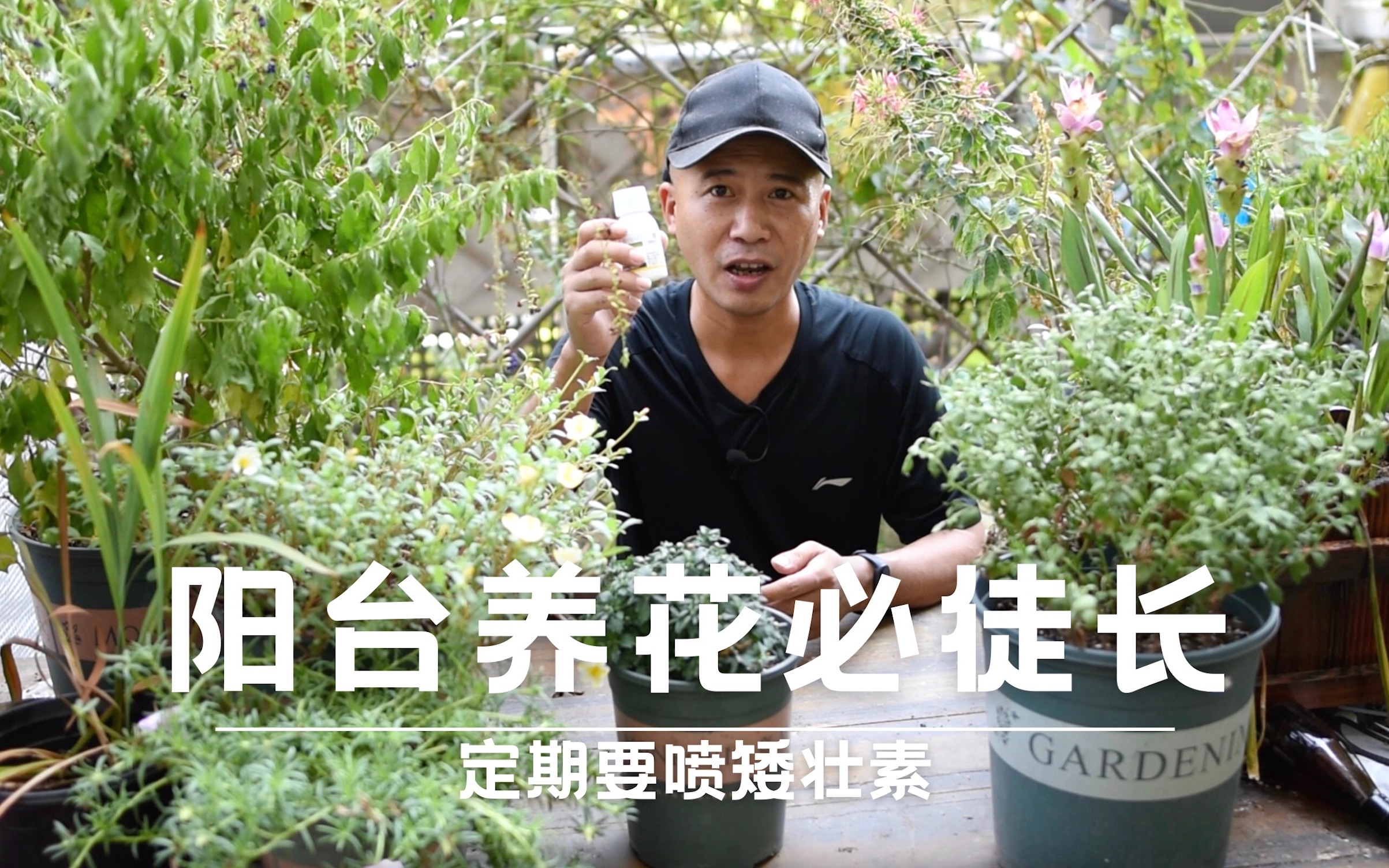 阳台养花必徒长,喜阳的植物定期要喷矮壮素哔哩哔哩bilibili