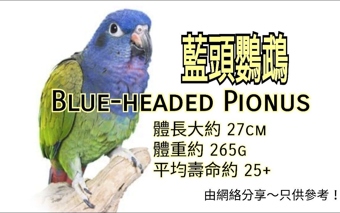 鹦鹉品种分享介绍 ~蓝头鹦鹉 (Blueheaded Pionus)哔哩哔哩bilibili