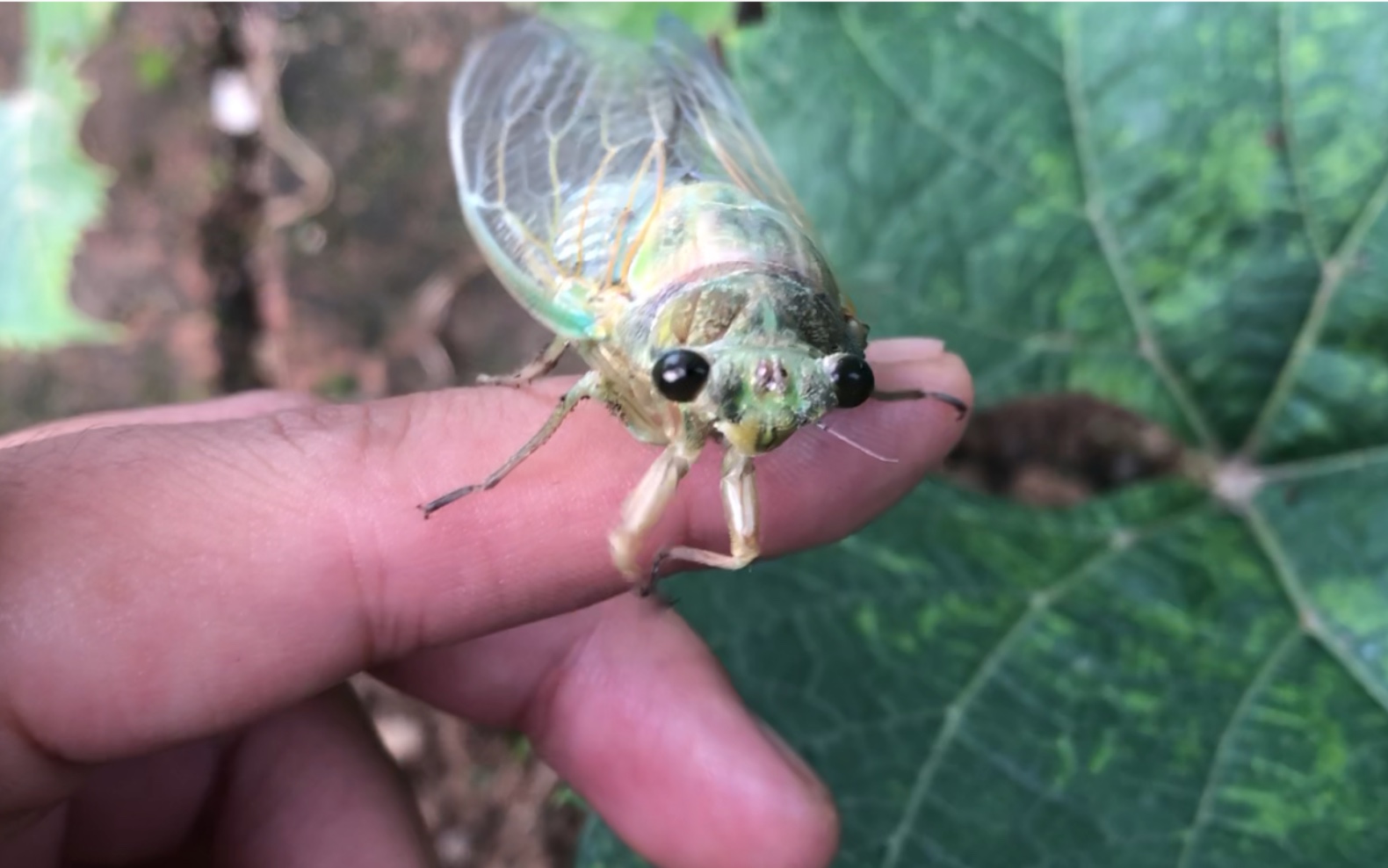 刚脱壳不久的知了还不知道我有多危险