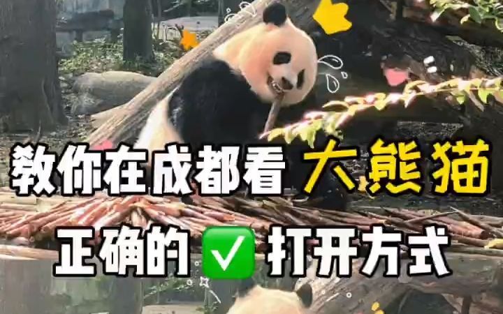 [图]成都大熊猫你该如何去看？这份攻略请收好成都大熊猫繁育研究基地1早起，尽量赶在大熊猫们进食结束前去，可以看到圆滚滚的它们，充满活力2