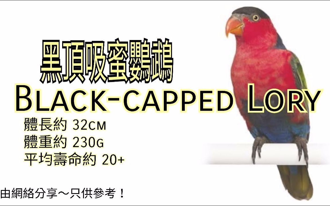 鹦鹉品种分享介绍 ~黑顶吸蜜鹦鹉 ~ Blackcapped Lory哔哩哔哩bilibili