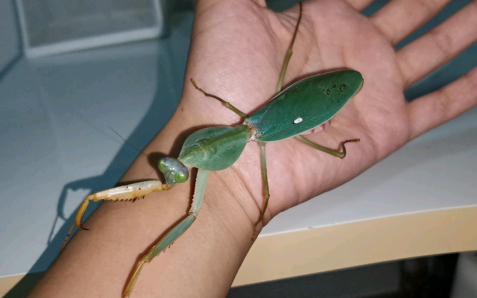 活动作品深夜溜溜老螳螂