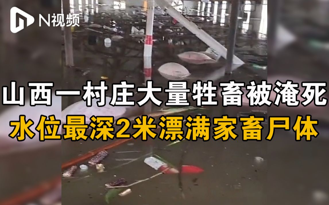 山西孝义一村庄大量牲畜被淹死,水位最深2米漂满家畜尸体哔哩哔哩bilibili