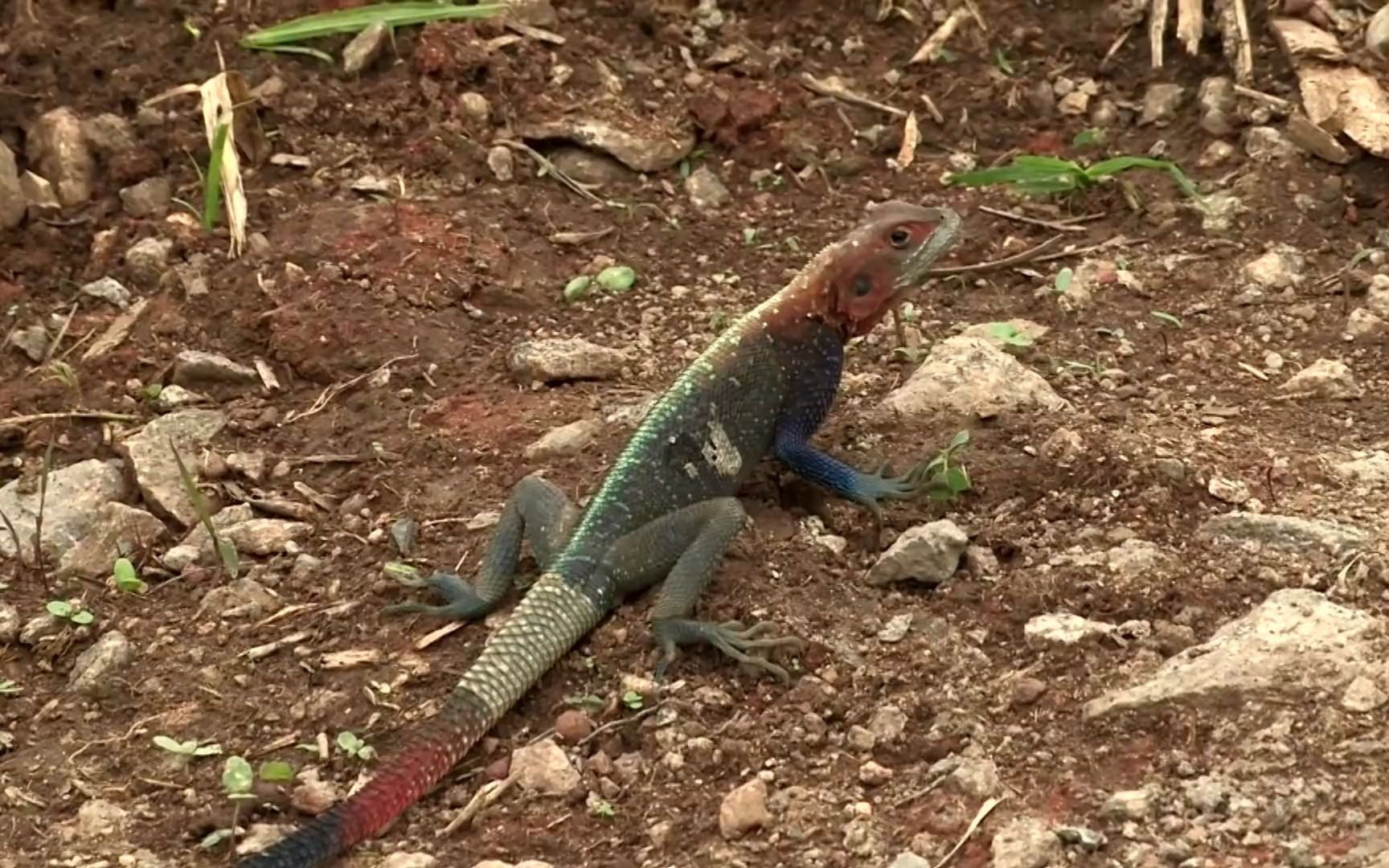 [图]不可思议的旅程-喀麦隆：丛林中的足智多谋Cameroun : Les Débrouillards de la Jungle（机翻）