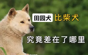 Download Video: 田园犬比柴犬，究竟差在了哪里？