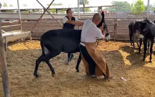 Descargar video: 犟驴蹄子大，修蹄不听话，切掉铲净真痛快，挣脱缰绳要逃跑