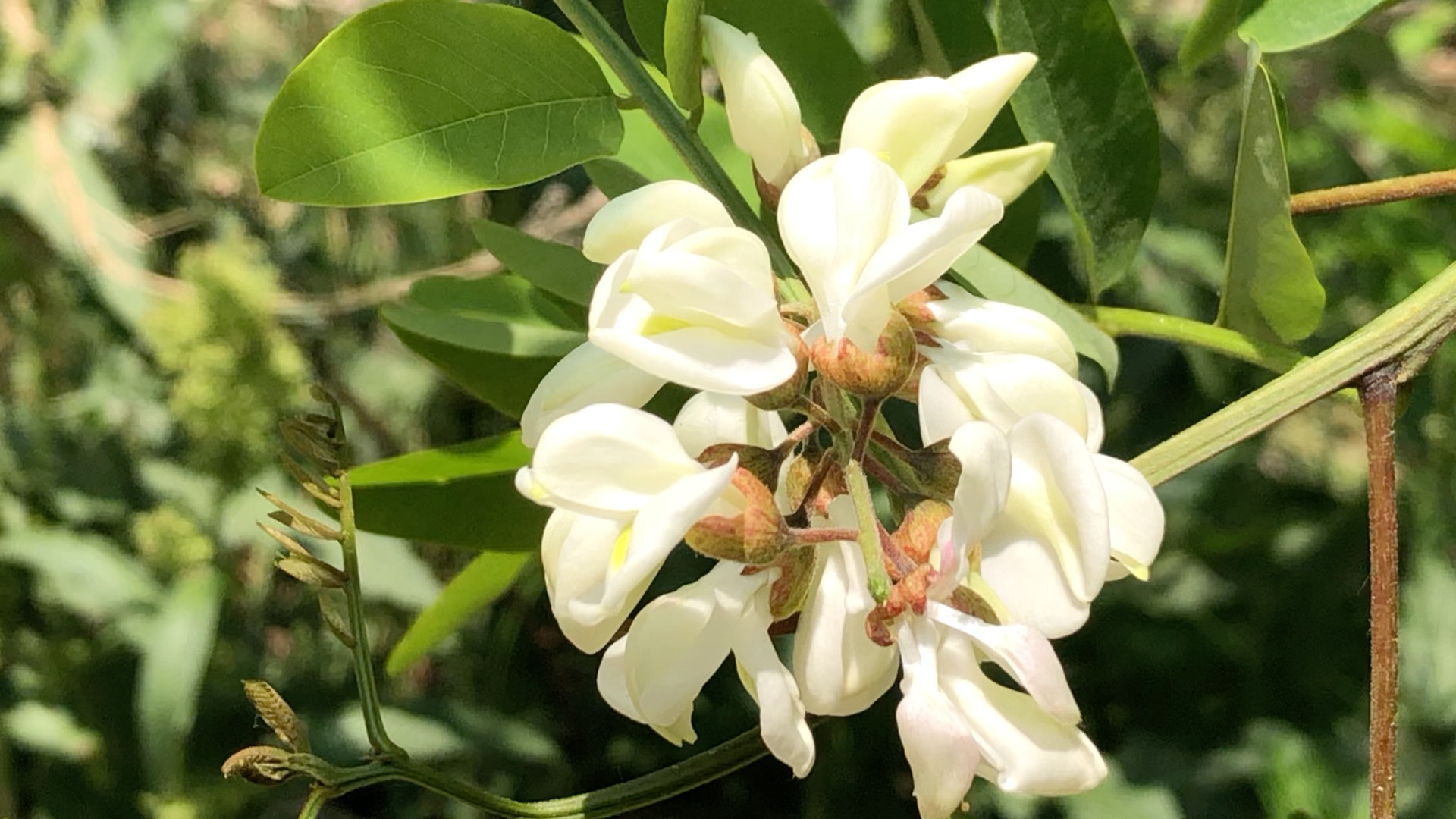 [图]五月槐香，是怀乡的季节。