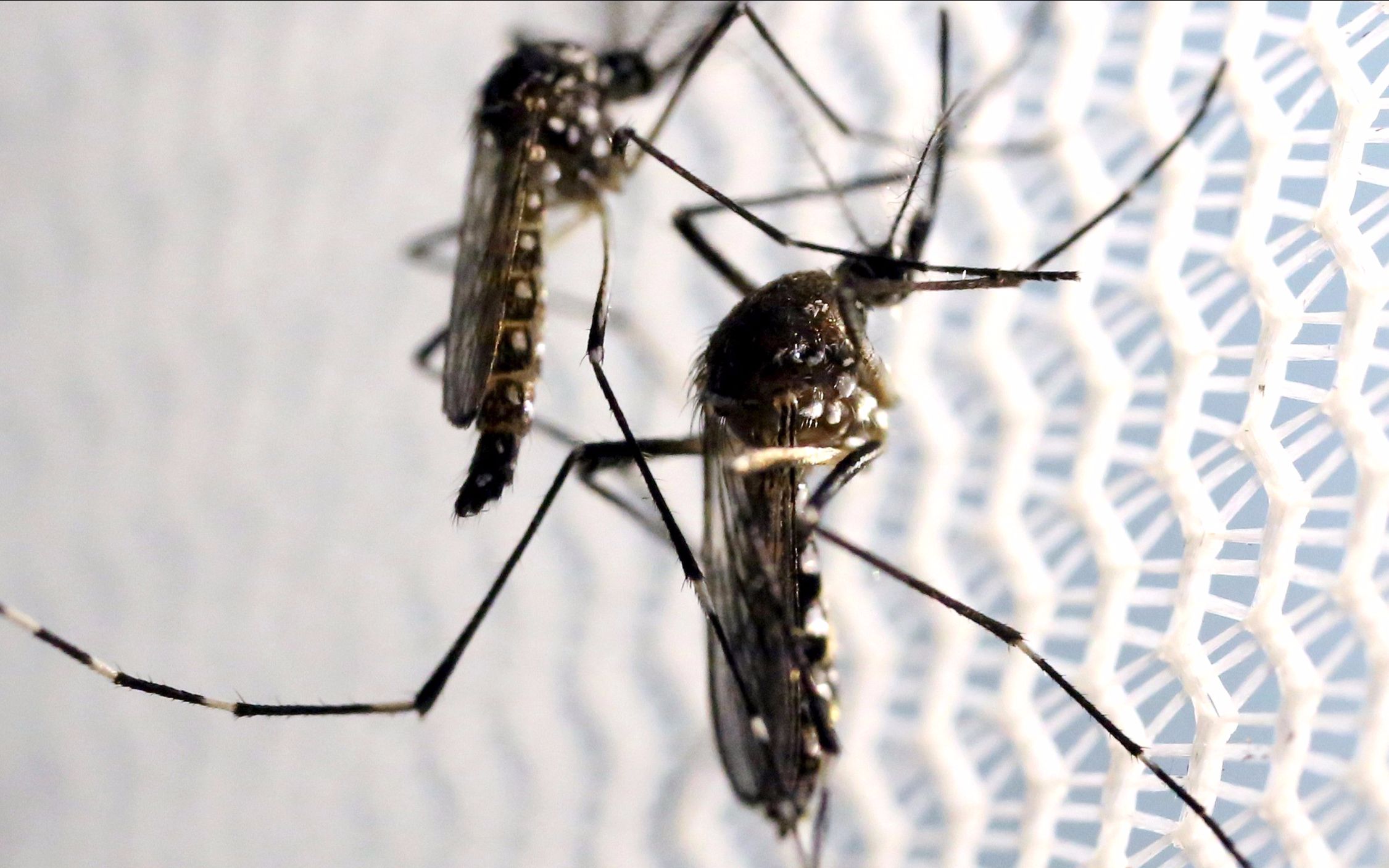 广州造蚊子工厂每月释放150万只蚊子还嫌蚊子不够多吗