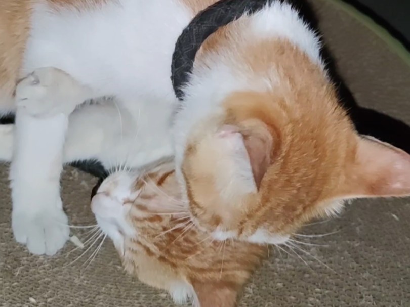 两只猫猫亲亲( ﹡03o03﹡ )