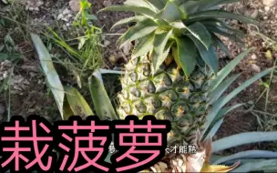 下载视频: 栽菠萝