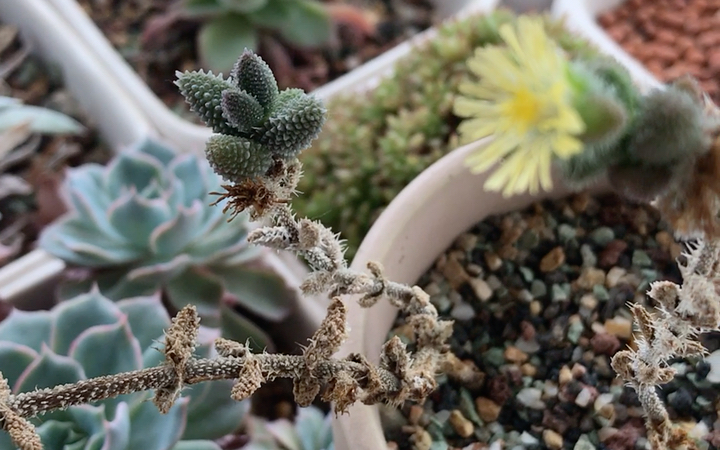 多肉植物 雷童 Delosperma echinatum 原产地为南非 花白色或淡黄色 强光下叶片会轻微发红 花单生 小型 白色 中心黄色 花期夏季哔哩哔哩bilibili