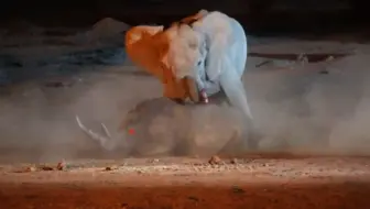 白进红出，非洲象按住白犀牛狂捅！