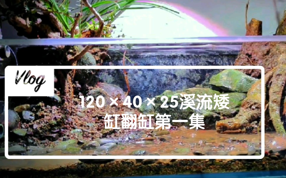 [图]120×40×25的溪流超级矮缸翻缸，把大自然带回家