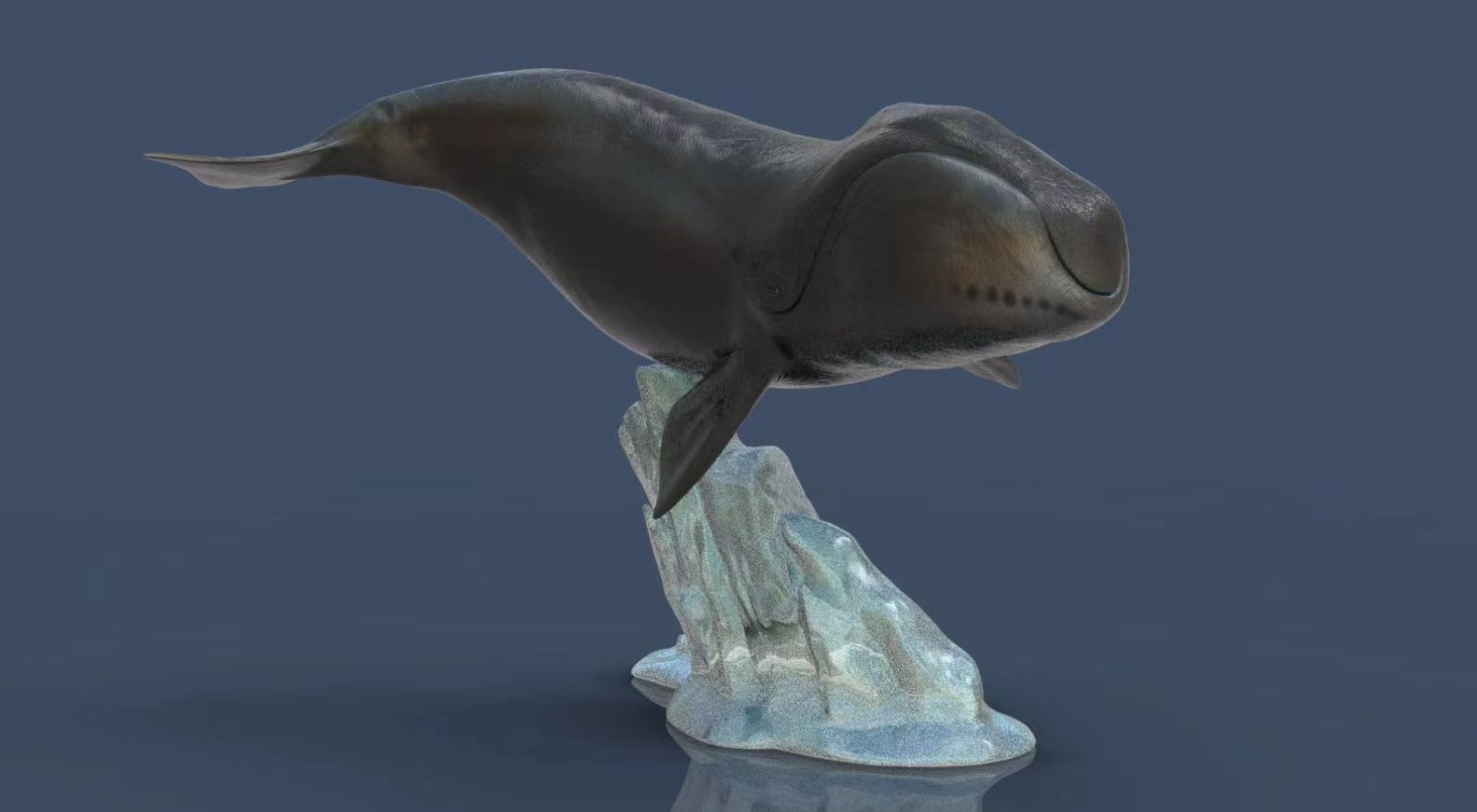 惜福工作室弓头鲸gk小预告