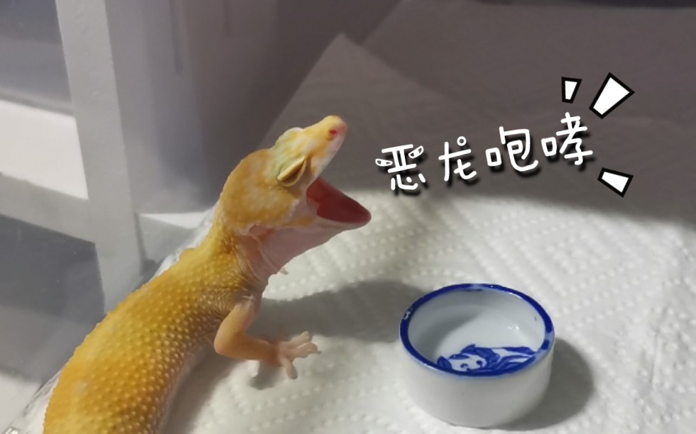 【豹纹守宫】来自守宫的恶龙咆哮(1711ω1117)17