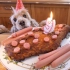 老外为什么给狗狗做生日蛋糕 ?