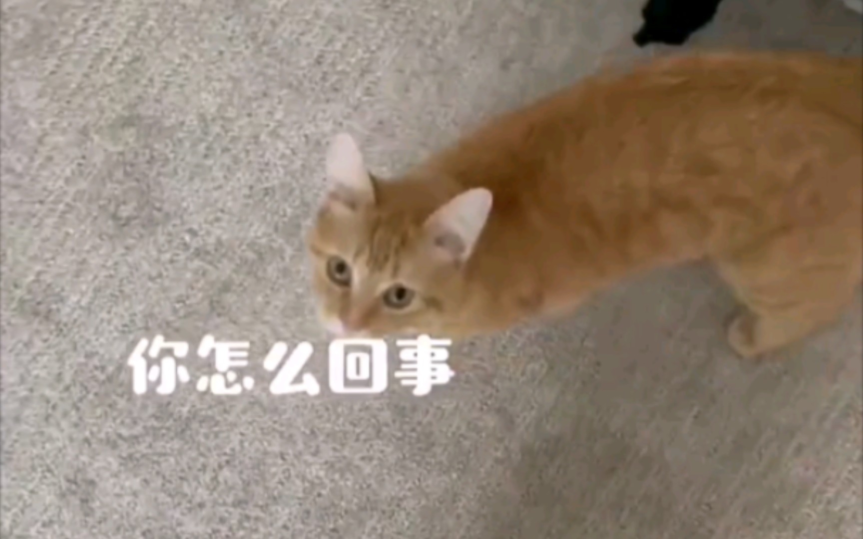 [图]反复拒绝来自猫猫的贴贴会怎样