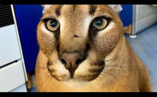 (搬運)big floppa獰貓等不及吃雞肉了