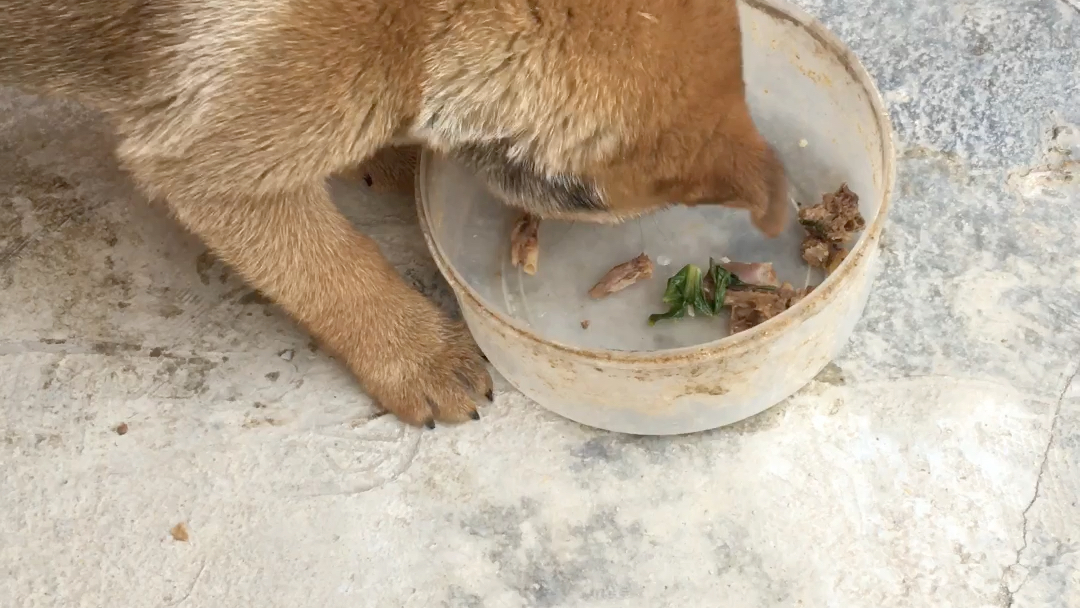 中华田园犬吃饭中