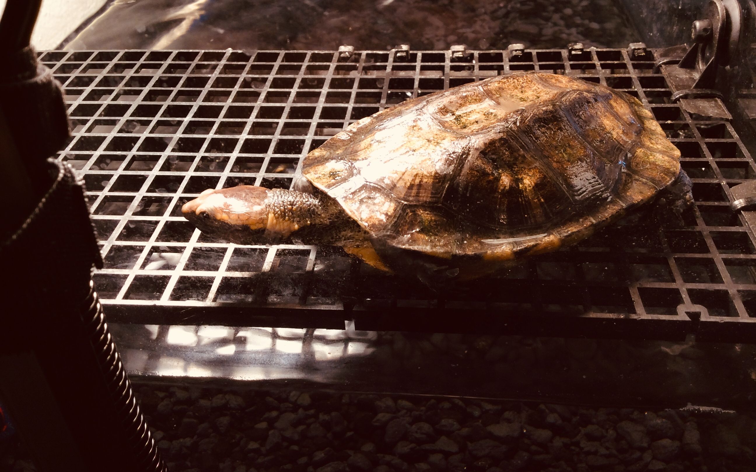 小众龟种-红头扁龟