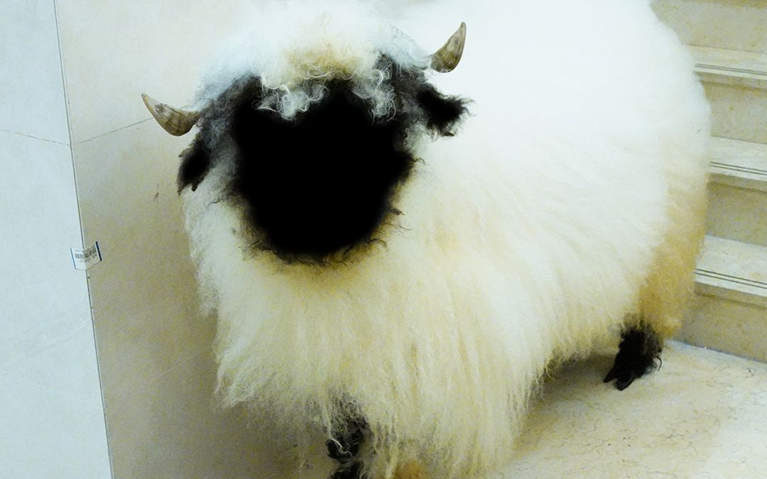 无脸羊差点中暑了