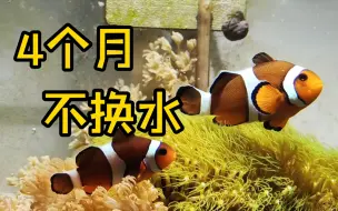 Download Video: 4个月不换水的海缸现在怎么样了