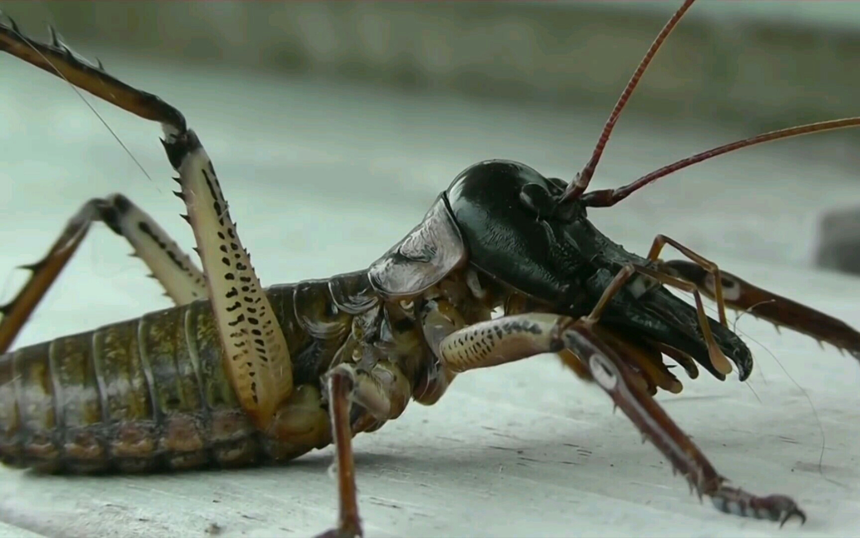 某种树沙螽反抗猫的攻击