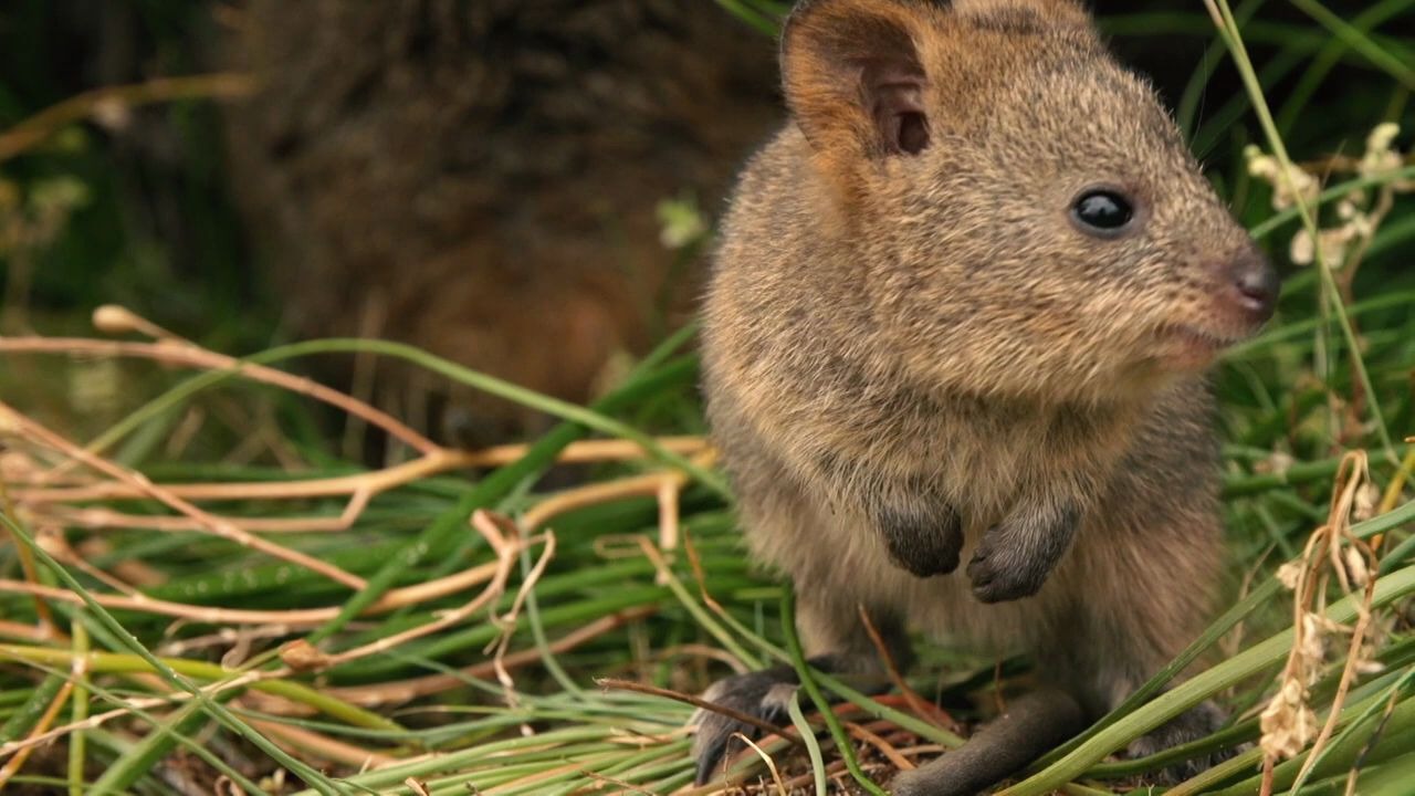 rottnestisland的短尾矮袋鼠们