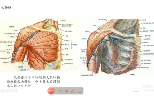 Télécharger la video: 乳腺手术相关-静脉解剖